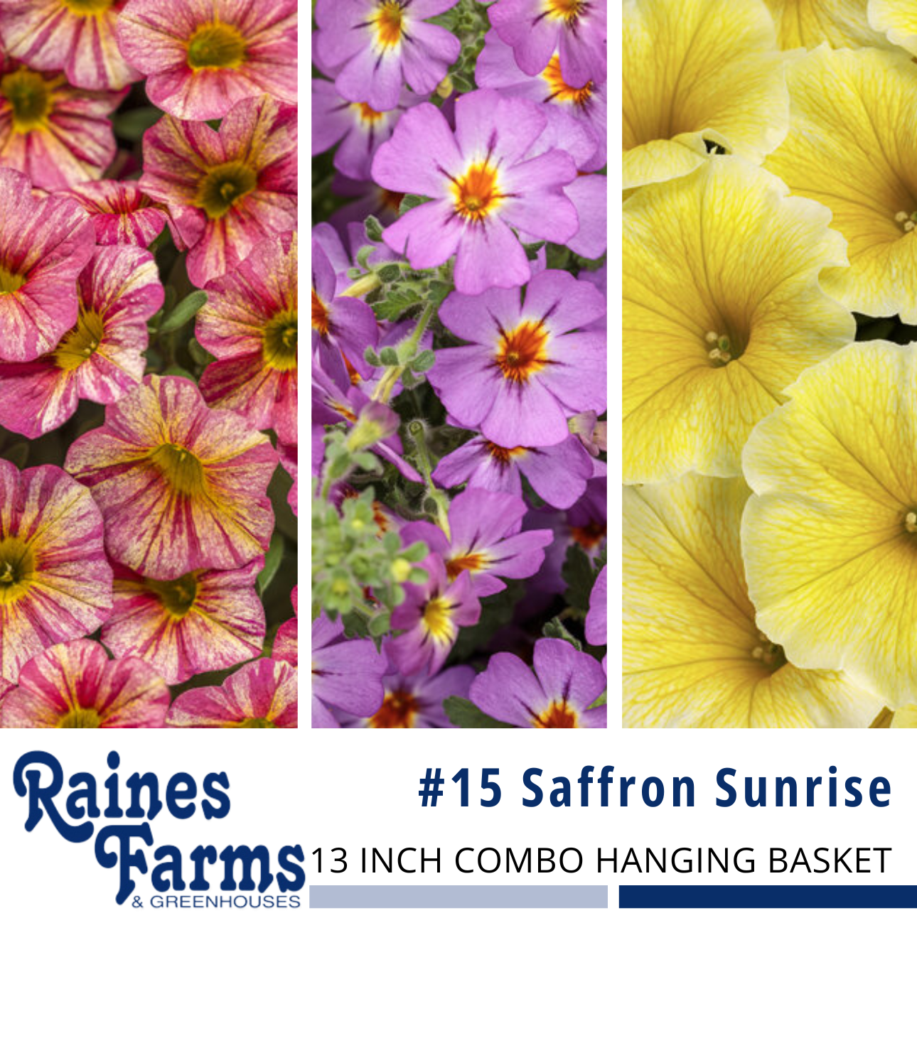 #15: Saffron Sunrise 13 Inch Combo Hanging Basket